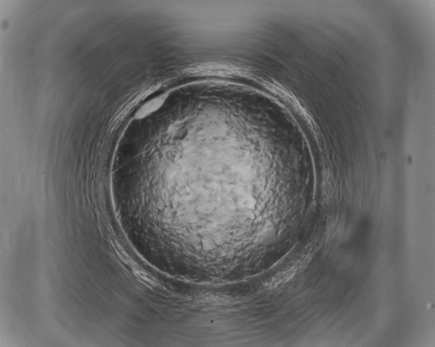 X0000086020529200703231148