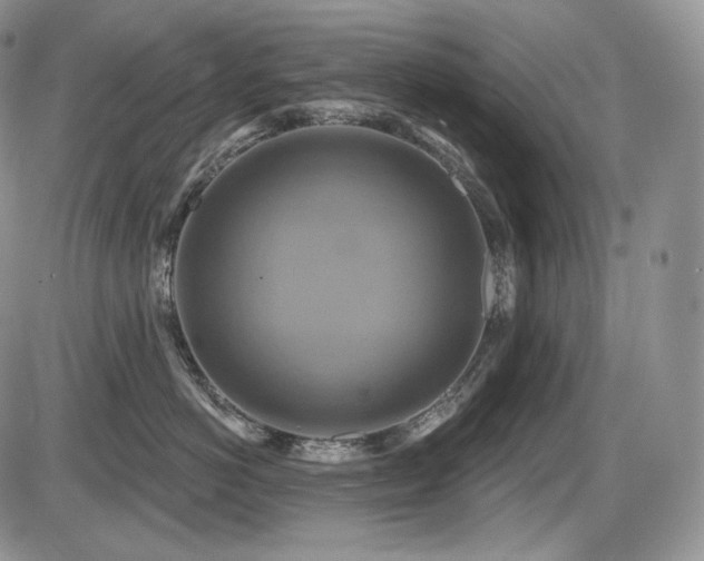 X0000086020766200703231146