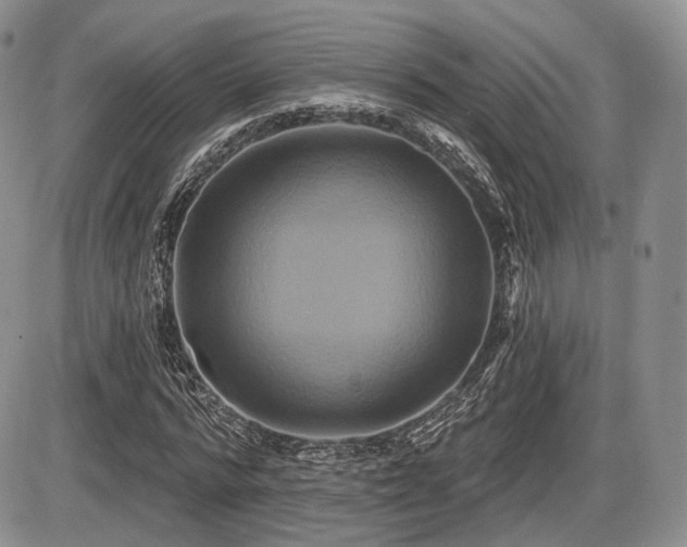 X0000086020776200703231145