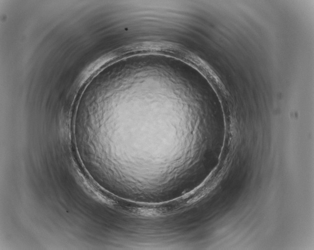 X0000086020794200703231145