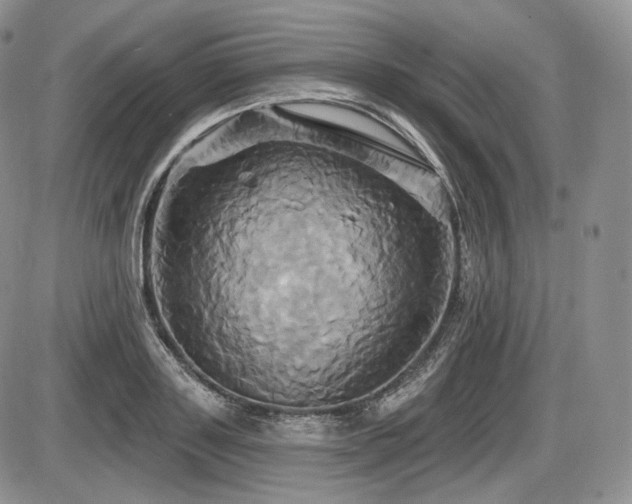 X0000086020843200703231144
