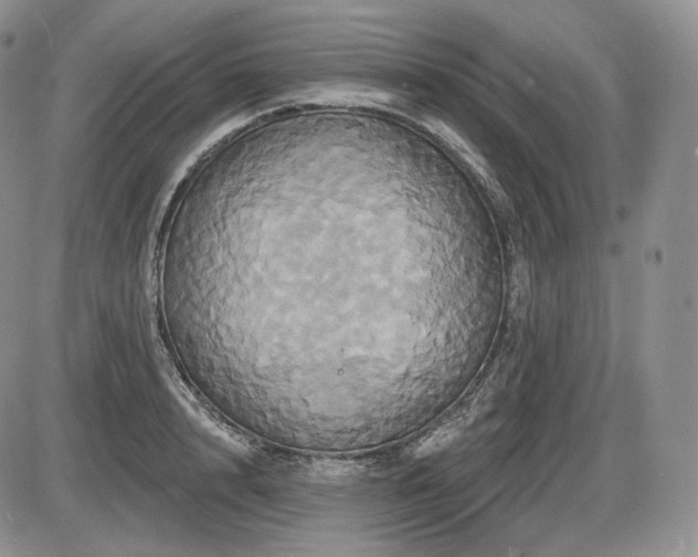 X0000086020848200703231144