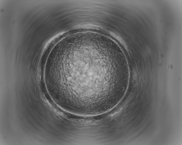 X0000086020979200703231142
