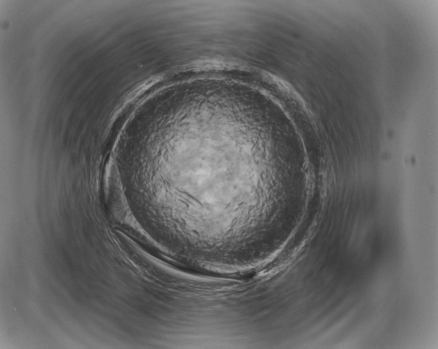 X0000086021217200703231137