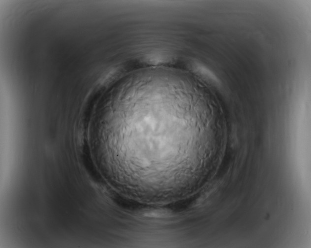 X0000086020210200703301039