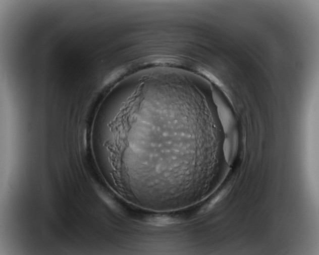 X0000086020253200703301038