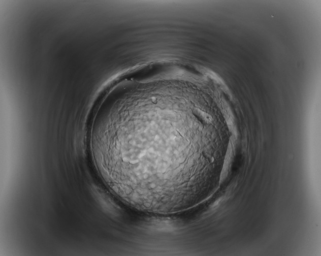 X0000086020439200703301036