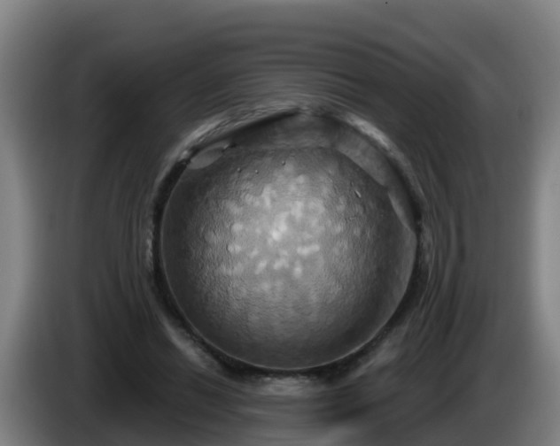 X0000086020446200703301036