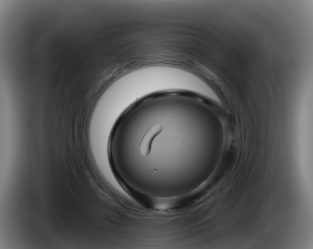 X0000086020452200703301036