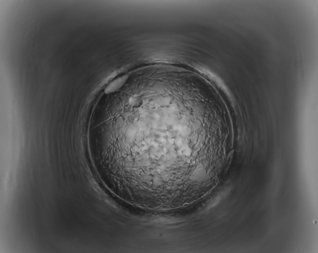 X0000086020529200703301034