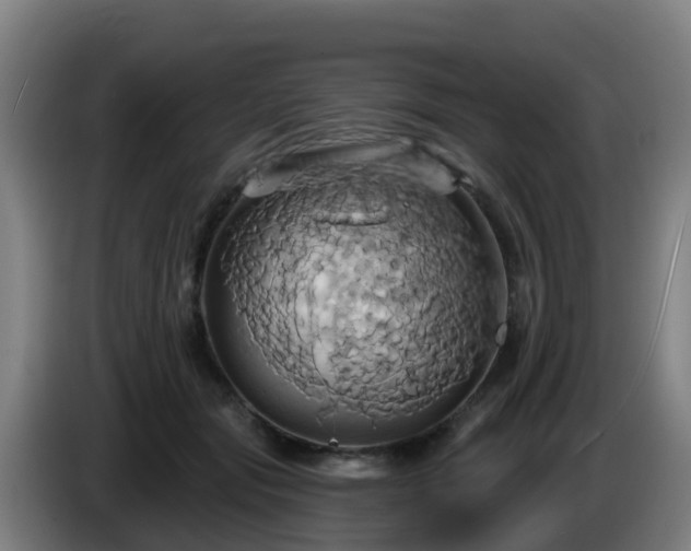 X0000086020557200703301035