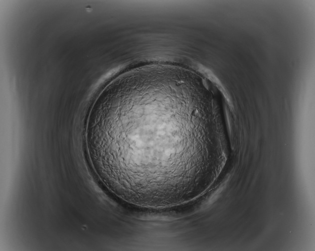 X0000086020625200703301033