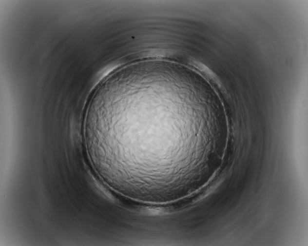 X0000086020794200703301031