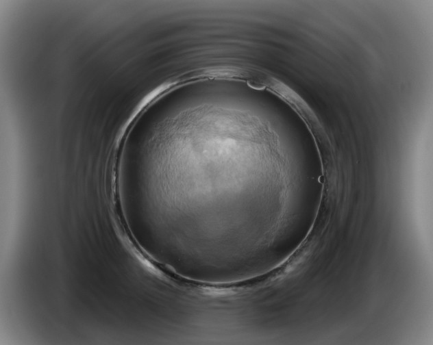 X0000086020852200703301031