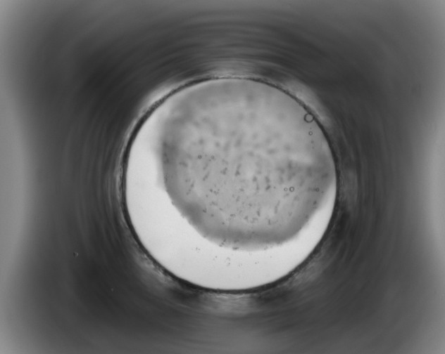 X0000086020856200703301031