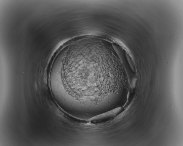 X0000086020883200703301030