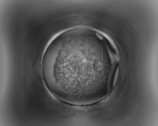 X0000086020911200703301029