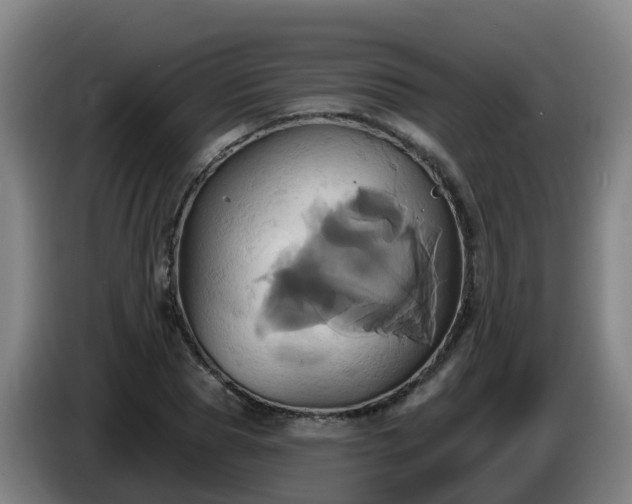 X0000086020929200703301029