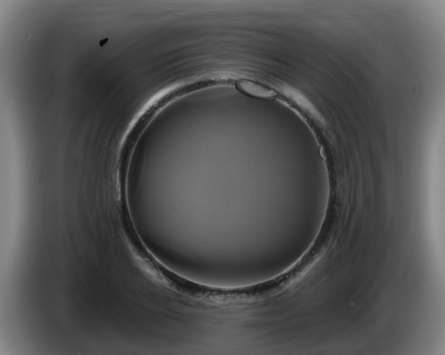 X0000086020934200703301029