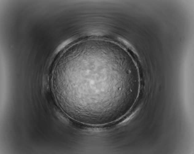 X0000086020970200703301029