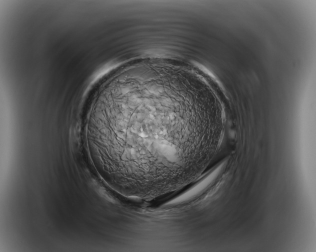 X0000086020971200703301029
