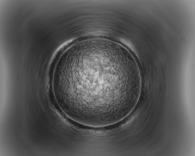 X0000086020979200703301028