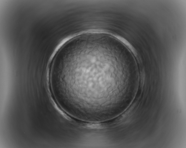 X0000086021006200703301028