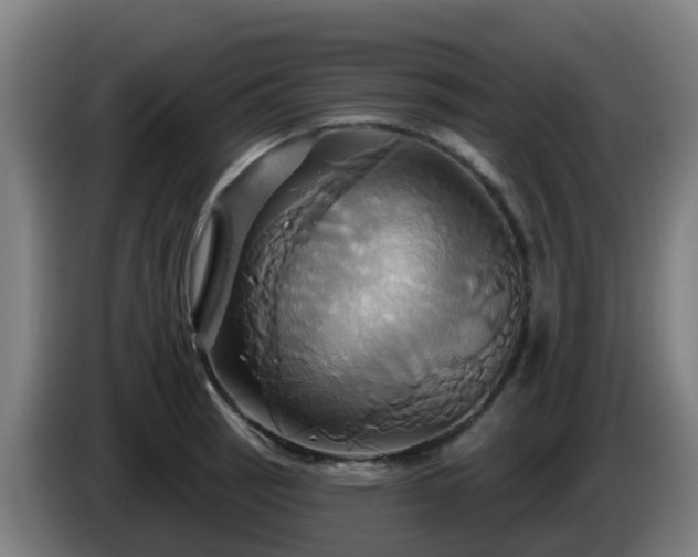 X0000086021137200703301026