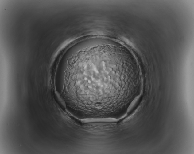 X0000086021215200703301025