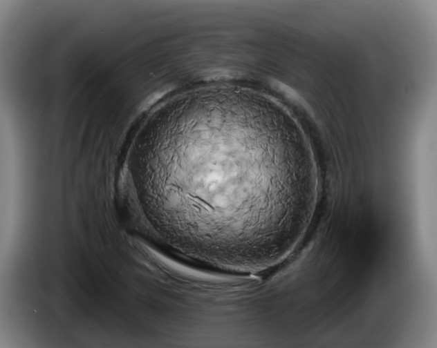 X0000086021217200703301025