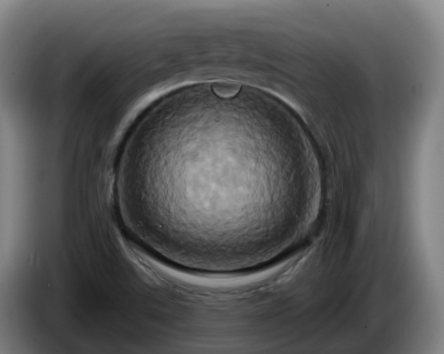 X0000086021507200703301021