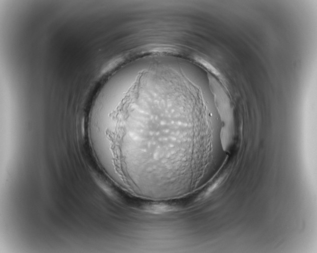 X0000086020253200704091119