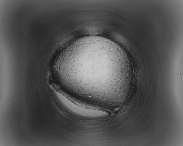 X0000086020307200704131856
