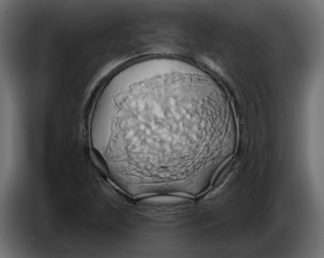 X0000086021215200704131842