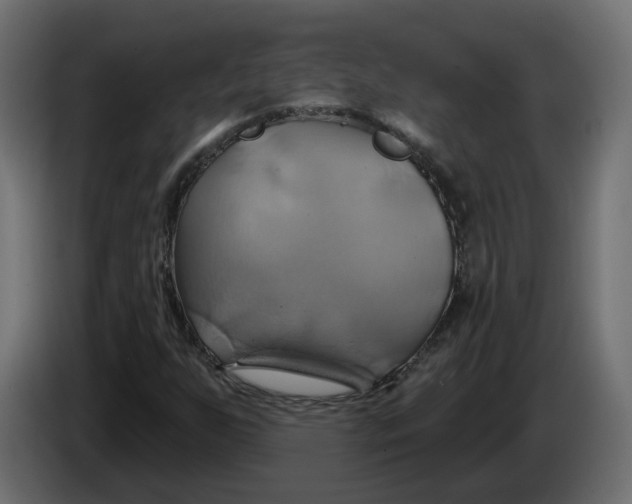 X0000086021255200704131842
