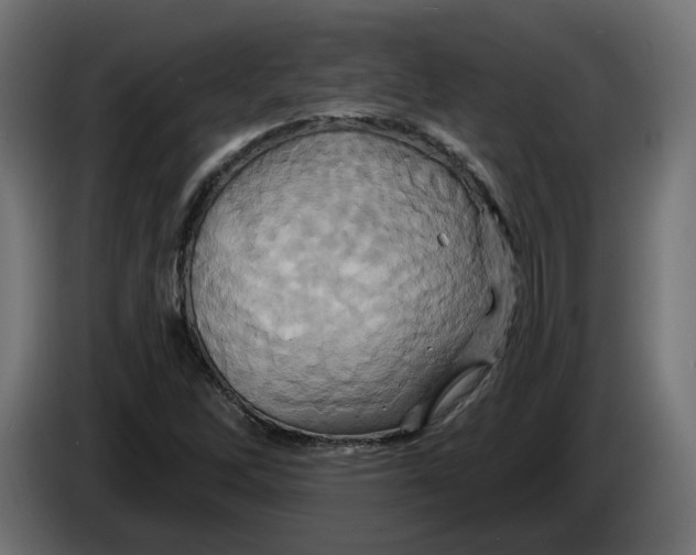 X0000086021262200704131842
