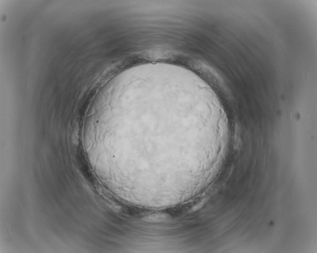 X0000086020210200704201929