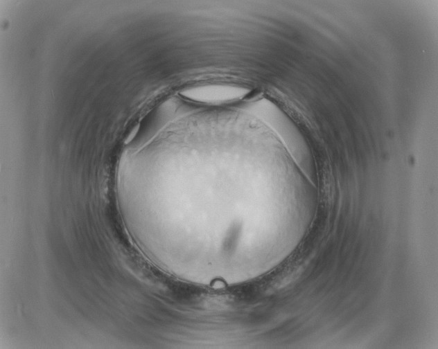 X0000086020255200704201928