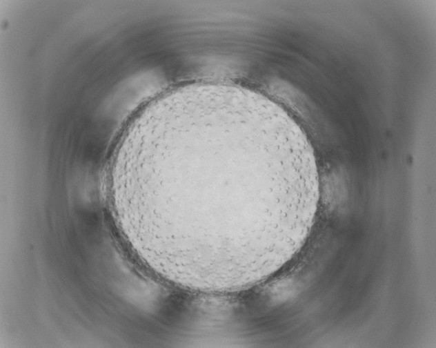 X0000086020632200704201922