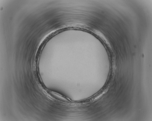 X0000086020924200704201917