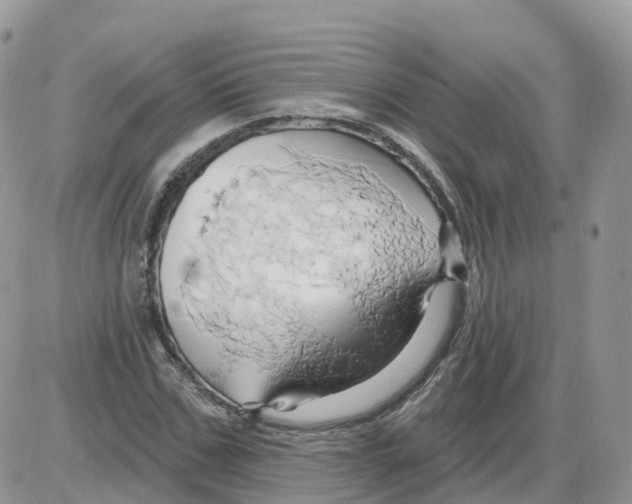 X0000086020971200704201917