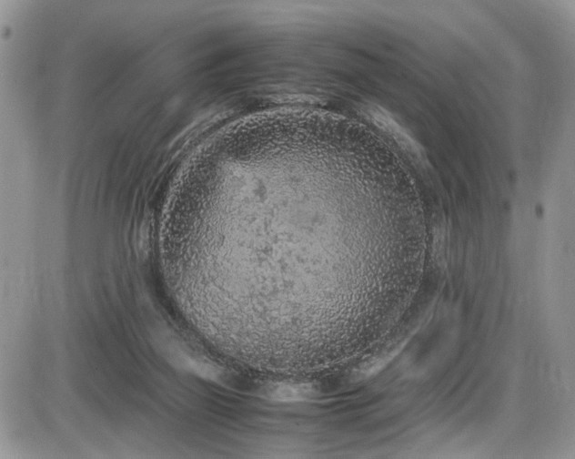 X0000086030165200703231221