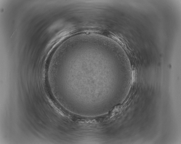X0000086030243200703231219