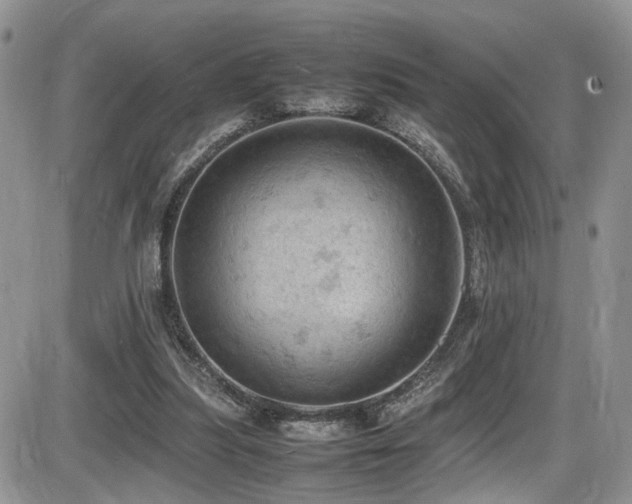 X0000086030251200703231219