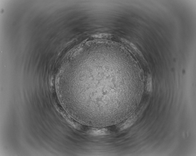 X0000086030569200703231215
