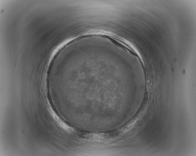 X0000086030995200703231207