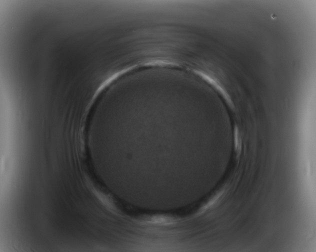 X0000086030204200703301101