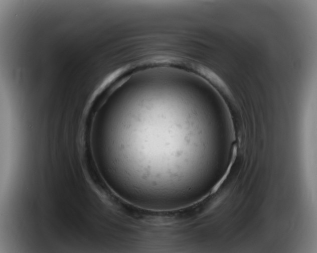 X0000086030436200703301057