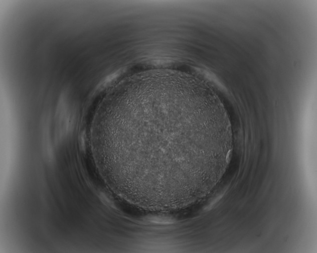 X0000086030644200703301055