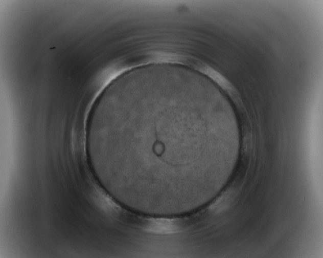 X0000086030836200703301052